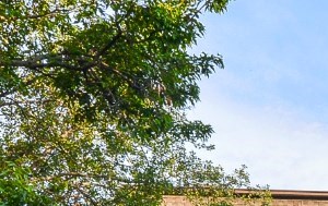 Willow Hill Apartments | Apartments in Justice, IL